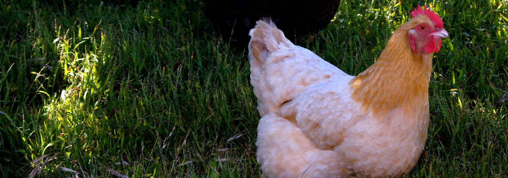 Chickens Have Arrived!